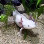ungewoehnliche-haustiere---axolotl-axolotl-2193331_1920_c_01