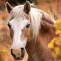 wie-geht-es-beim-reitverein-gera-weiter--equine-3204312_1920-855_c_01
