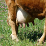 welchen-preis-bekommen-bauern-fuer-milch--udder-7481_1920-855_c_01