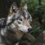 brauchen-wir-den-wolf-in-thueringen--wolf-2878678_640-tiny_c_01