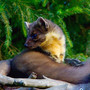 wer-zahlt-marderschaeden-nature-938521_1280_c_01