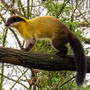 tipps-und-tricks-gegen-marderschaeden-animal-world-3113856_1280_c_01