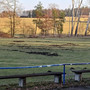 reportage--wildschweine-verwuesten-sportplatz---teil-2-425322150_905366694712987_4299012677386216198_n_c_01