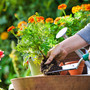 chris-bekommt-seine-grillecke-istock-678078842-natur-pflanzen-fruhling-garten-855_c_0