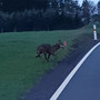 wolf-im-saale-orla-kreis-gesichtet-whatsapp-image-2018-04-17-at-18.59.55_c_01