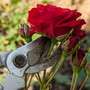 rosen-richtig-schneiden-roses-1412502_1280-855_c_01