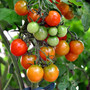 gurke-und-tomate-nebeneinander--tomato-shrub-2101850_1280-855_c_01