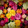 pilzinfektionen-und-blattlaeuse-bei-rosen-rosen-blumen-frauentag_c_01