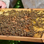 bienen-im-umweltministerium-bienen-1280_c_01