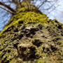 friedwald-in-thueringen-natur-landschaft-wald-baum-stamm_c_01