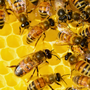 die-landeswelle-reporter-im-bienenmuseum-weimar-bienenmuseum_c_01