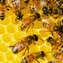 die-landeswelle-reporter-im-bienenmuseum-weimar-ii-bienenmuseum_c_1