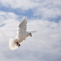 ahmadiyya-171117-lr-kirche-2000-w855-tiny_c_01
