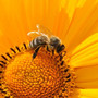 eine-welt-ohne-bienen-bee-170551_1920-855_c_01