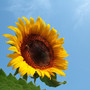 die-extremsten-sommer-sonnenblume-landwirtschaft-bauer_c_01