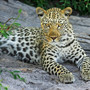 ferientipp-tierpark-gotha-leopard-515508_640_c_01
