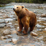ungewoehnliche-urlaubsziele-bear-1376361_1280_c_01