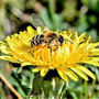 wespenplage-in-thueringen-wespe-blume-1280-855_c_01