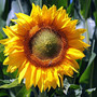 das-war-der-sommer-sunflower-3540266_1920-855_c_01