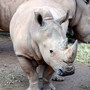 nashornheizung-im-erfurt-zoo-nashorn_c_01