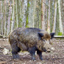 radioaktive-wildschweine-in-thueringen-tier-wildschwein-wildsau-wald_c_01