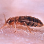 bettwanzen-in-ilmenau---das-problem-cimex_lectularius_c_01