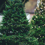 weihnachtsbaum-selber-schlagen-christmas-tree-1149919_1280_c_01