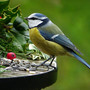 nabu-ruft-auf--voegel-zaehlen--nature-3080542_1280_c_01
