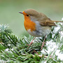 voegel-zaehlen--so-funktionierts--robin-1149866_1280_c_01