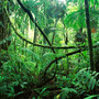 dschungelcamp-kandidatenuebersicht-dschungel-dschungelcamp-jungle_c_01