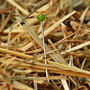 sprichwort--klappe-zu--affe-tot-sprich_c_3