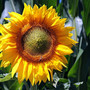 bauernregel--wie-s-wetter-am-st--urbanstag--25-5----so-es-im-herbst-wohl-werden-mag--sonnenblume-sommer-sonne_c_1