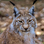 wildkatzendorf-huetscheroda-lynx-3334869_1920-1_c_01