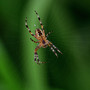spinnen-und-ihre-geschichten-spider-4374397_1920_c_0