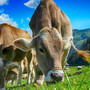 grenze-nun-auch-fuer-thueringer-kuehe-offen-cows-2641195_1920_c_01