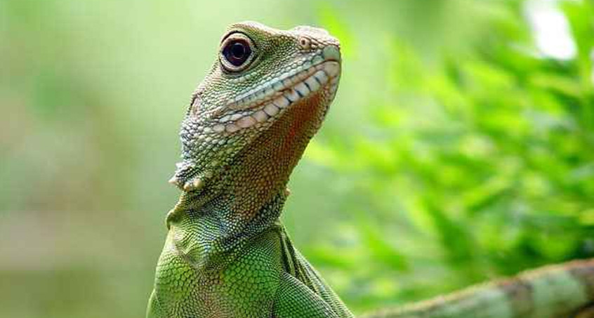 Reptilienausstellung