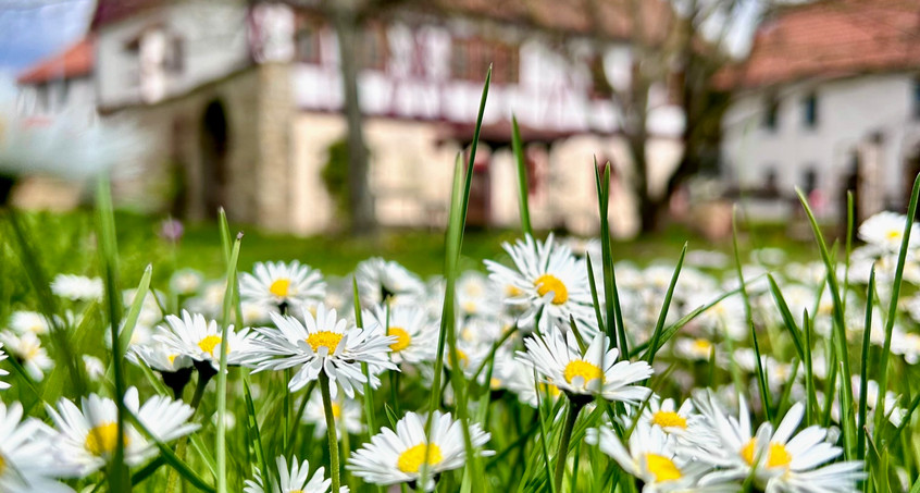 Frühlingsspaziergang im Henningshof - Die florale Frühlingsausstellung