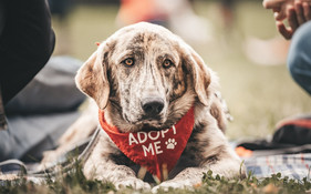 BarkDate Erfurt