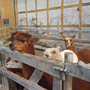 alpakas-in-walschleben--20180219_112827_c_01
