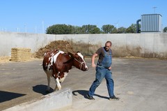 180926-lr-kuh-melken-img_0792