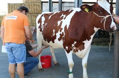 180926-lr-kuh-melken-img_0797-e