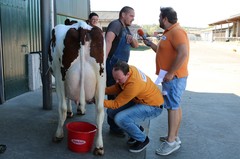 180926-lr-kuh-melken-img_0817