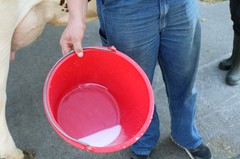 180926-lr-kuh-melken-img_0851