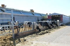 180926-lr-kuh-melken-img_0883