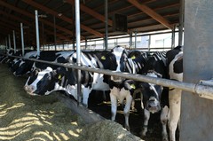 180926-lr-kuh-melken-img_0960
