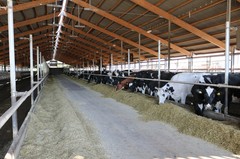 180926-lr-kuh-melken-img_0963