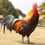 dann-kraeht-ein-hahn-animal-1867562_1920-855_c_01