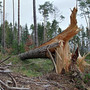 xavier-und-friederike--sturmschaeden-im-kirchenwald-orkan-wald-baum-sturm-unwetter-zerstorung_c_01