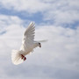 veranstaltungstipps-aus-der-evangelischen-redaktion-27-05-2022-171117-lr-kirche-2000-w855-tiny_c_01